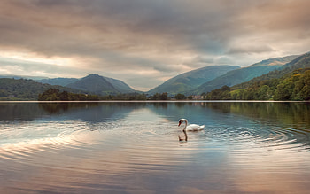 Animals, Mountains, Clouds, Lake, Reflection, Swan HD wallpaper