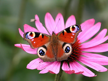 FLOWER N BUTTERFLY, entertainmen, abstract, flower, other, cool, colour HD wallpaper