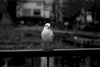 Animals, Bird, Blur, Smooth, Bw, Chb, Gull, Seagull HD wallpaper