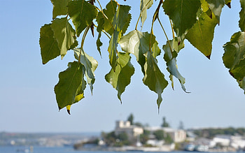 Nature, Leaves, Summer, Coast, Wood, Tree, Focus HD wallpaper