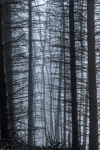 Nature, Trees, Forest, Fog, Branches HD phone wallpaper
