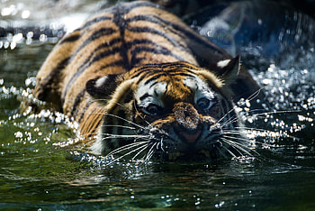 Animals, Water, Grin, Muzzle, Predator, Tiger, Moustache, Mustache HD wallpaper