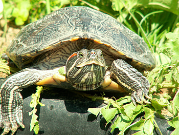 Animals, Nature, Greens, Turtle HD wallpaper
