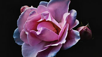 Pink Rose FC, graphy, floral, beautiful, romance, beauty, still life, wide screen, flower, love, , Rose HD wallpaper