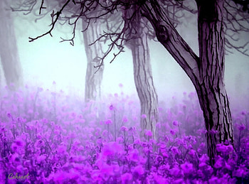 Morning mist, by cehenot, morning, art, tree, cehenot, mist, pink, painting, abstract, pictura, flower, lavender, forest HD wallpaper