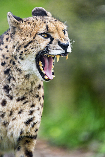 Animals, Cheetah, Grin, Predator, Big Cat, Fangs HD phone wallpaper