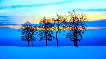 Cool Blue Wonderland, winter, blue, snow, landscape, clouds, trees, nature HD wallpaper