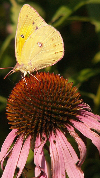 Yellow Butterfly, Aesthetic HD phone wallpaper