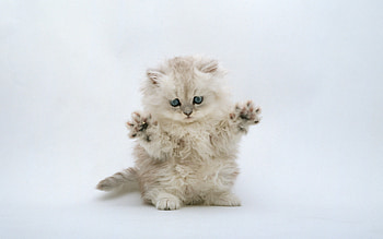 Animals, Cats HD wallpaper