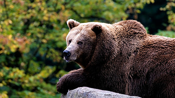 Lying on the rock, Grizzly Bears HD wallpaper