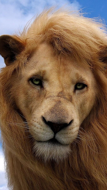 Lion , Sky, Clouds Background HD phone wallpaper