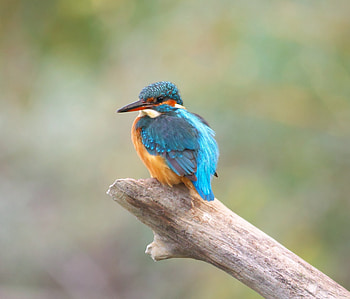 Kingfisher, colorful, bird, portrait HD wallpaper