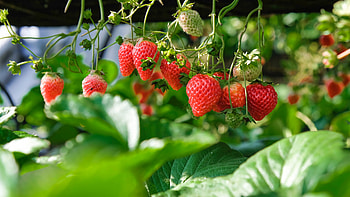 Strawberries, Strawberry, Summer, Fruits, Berries HD wallpaper