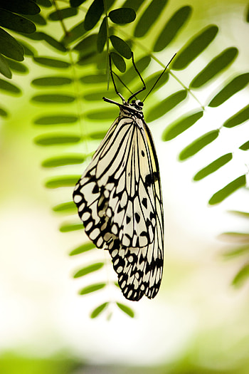 Macro, Insect, Butterfly HD phone wallpaper