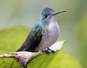 Humming Bird, cute, humming, bird HD wallpaper