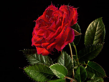Rose, nature, flower HD wallpaper