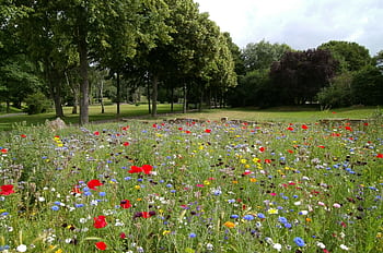 A colorful wildflower meadow in a serene park setting, ideal for spring backgrounds. HD wallpaper
