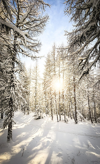 Winter, Nature, Trees, Pine, Snow, Sunlight HD phone wallpaper
