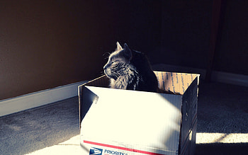 Animals, Sit, Cat, Shadow, Hide, Box HD wallpaper