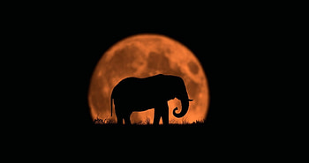 Elephant, night, animal, black, orange, summer, moon, luna, luminos, silhouette HD wallpaper