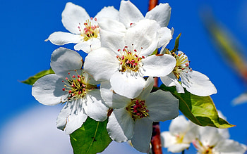 Plants, Flowers HD wallpaper