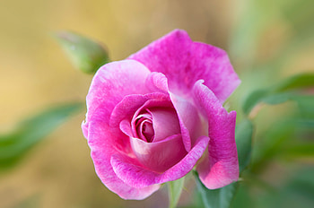 Rose, pink, flower, green, trandafir HD wallpaper