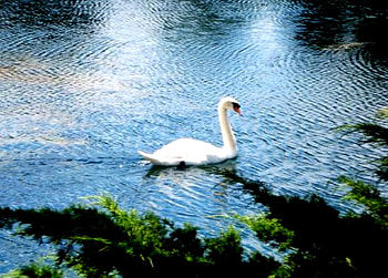 SWAN LAKE, trees, swan, water, lake HD wallpaper