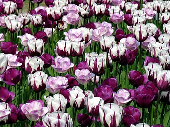 Tulips Garden, purple, garden, flowers, tulips HD wallpaper