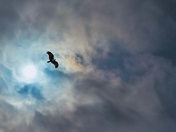 Animals, Sky, Clouds, Bird, Flight, Wings, Eagle HD wallpaper