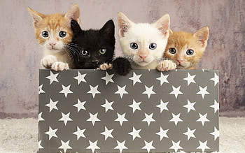 Kittens, cats, stars, box, cute HD wallpaper