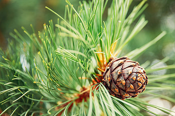 Green coniferous, Ripe pine cones, Forest sunlight, Tropical foods HD wallpaper