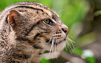 Animals, Muzzle, Spotted, Spotty, Profile, Fishing Cat, Cat-Fisherman HD wallpaper