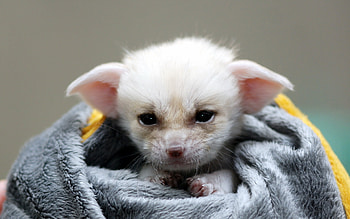 Baby, Fennec Fox HD wallpaper