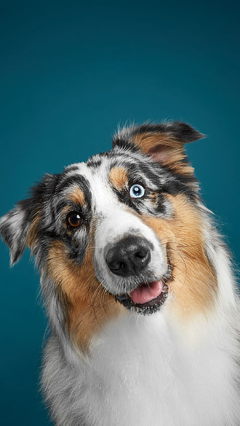 Dogs, German Shepherd Dog HD phone wallpaper