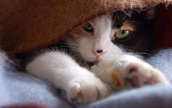 Animals, Cat, Muzzle, Spotted, Spotty, Paws HD wallpaper
