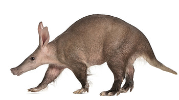 Aardvark, African antbear, Nocturnal mammal, Discreet animal HD wallpaper