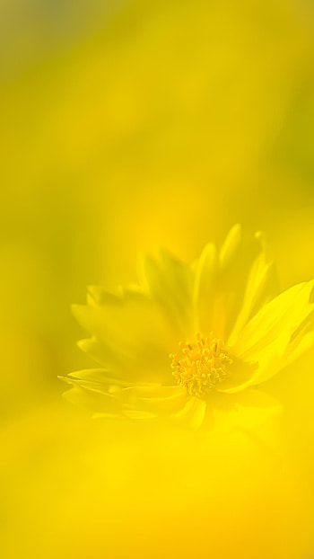 Yellow Colour, Yellow Colour Flower, Yellow Flower HD phone wallpaper