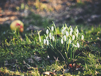 Flowers, Snowdrops, Bloom, Flowering, Foliage HD wallpaper
