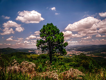 Nature, Grass, Sky, Wood, Tree, Elevation HD wallpaper