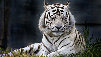 White tiger fascination, Stunning , Beautiful visuals, Graceful and captivating HD wallpaper