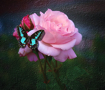 Butterfly and roses, butterfly, red bud, pink rose, green background, turquoise and black HD wallpaper