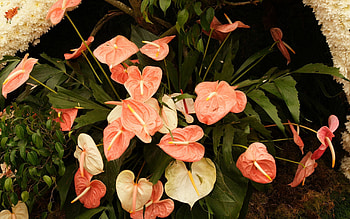 Flowers, Leaves, Plant HD wallpaper