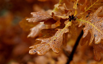 Leaves, Macro, Shine, Light, Form, Branch HD wallpaper