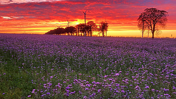 Blooming Field, sky, blossoms, sunset, clouds, trees, colors HD wallpaper