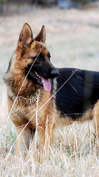 German Shepherd Dog, Pet Animal HD phone wallpaper