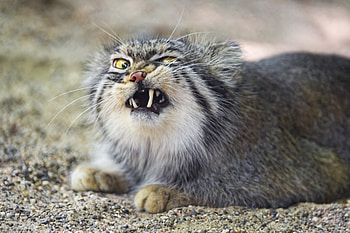 Angry little creature, teeth, animal, angry, go away HD wallpaper