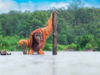 World nature graphy awards, Incredible winners, Captivating wildlife, Astonishing shots HD wallpaper