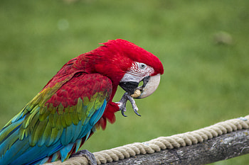 Animals, Parrots, Feather, Bird, Beak, Color HD wallpaper