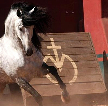 Wild Grey 1, spanish, andalusian, horses, grey HD wallpaper