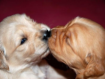 The Kiss, golden retrievers, puppies, cute, kiss, adorable HD wallpaper